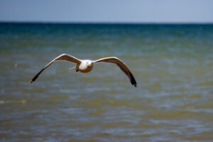 Möwe im Flug