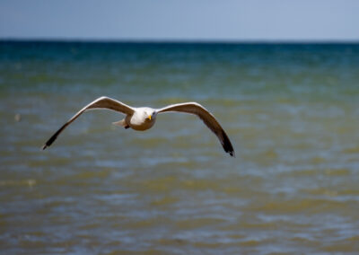 Möwe im Flug