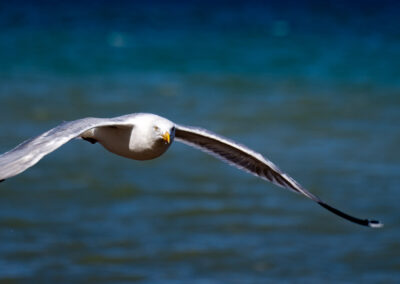 Möwe im Flug